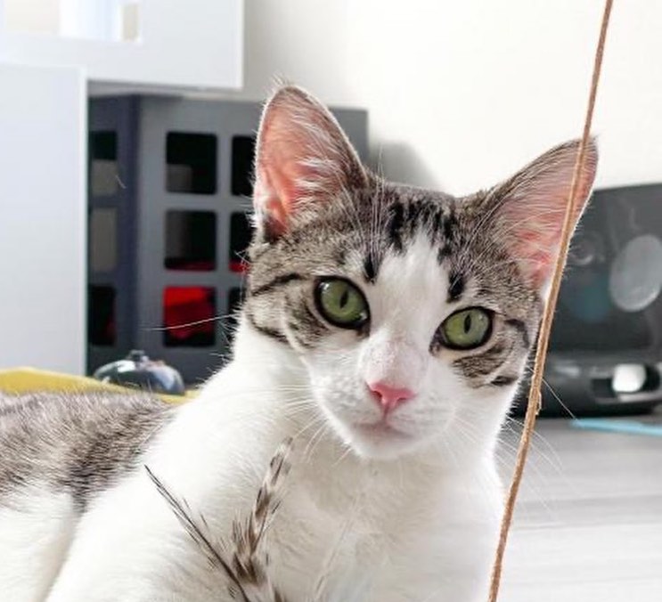 Right Now You Can Adopt a Cat for Free